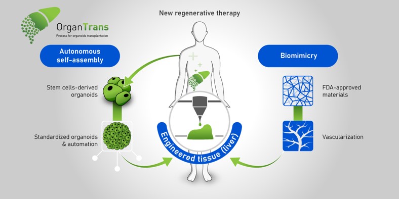 Regenerative Medicine - SanBio - Official Site