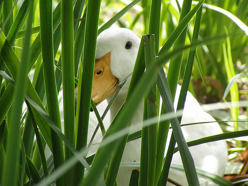 duck_peeking.jpg